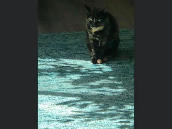 Sashee In The Moonlight !