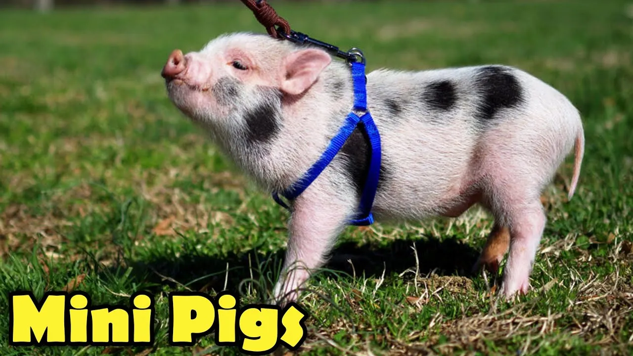 Interesting Facts About Mini Pigs!