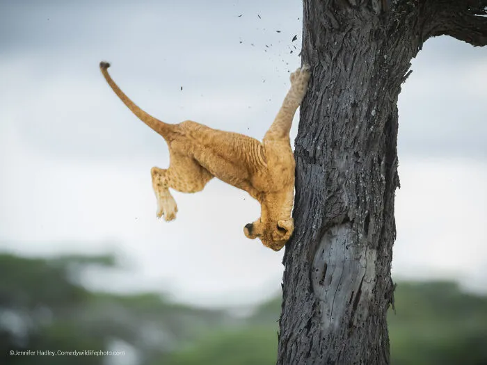 "Not So Cat-Like Reflexes" By Jennifer Hadley