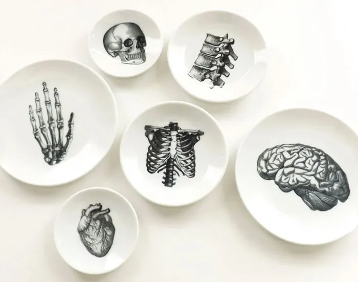 Anatomy Dishes
