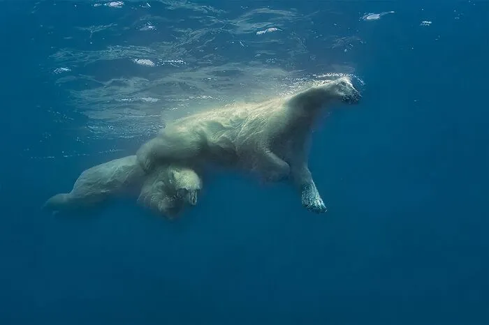 Los animales en el medio ambiente: 1er clasificado, “Madre, tiempo de amor” por Amos Nachoum