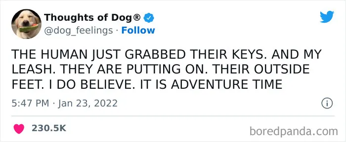 40 Of The Most Hilarious And Wholesome Dog Thoughts, As Shared By This Twitter Account (New Pics)