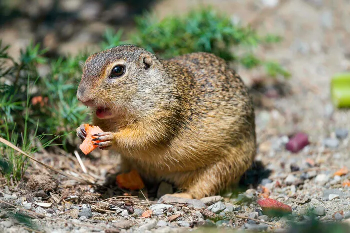 Open Mouth Chewing