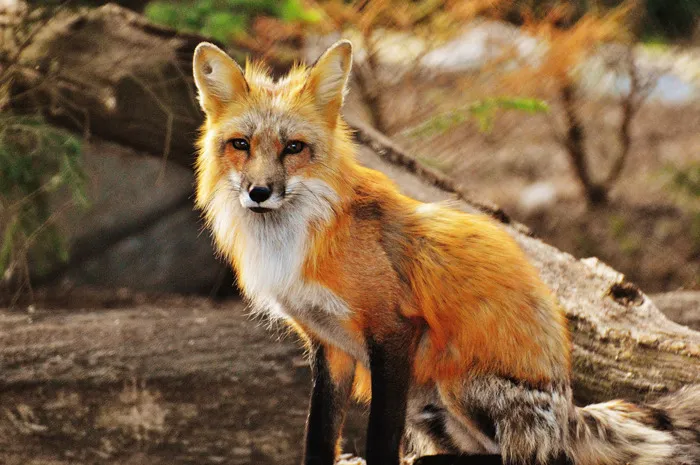 What Does A Fox Say?