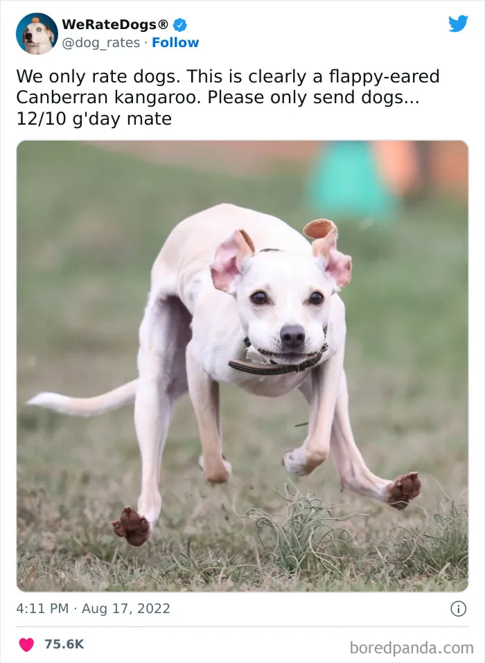 The “We Rate Dogs” Twitter Account With 9M Followers Rates People’s Dogs, And It’s As Hilarious As It Is Wholesome (50 New Pics)