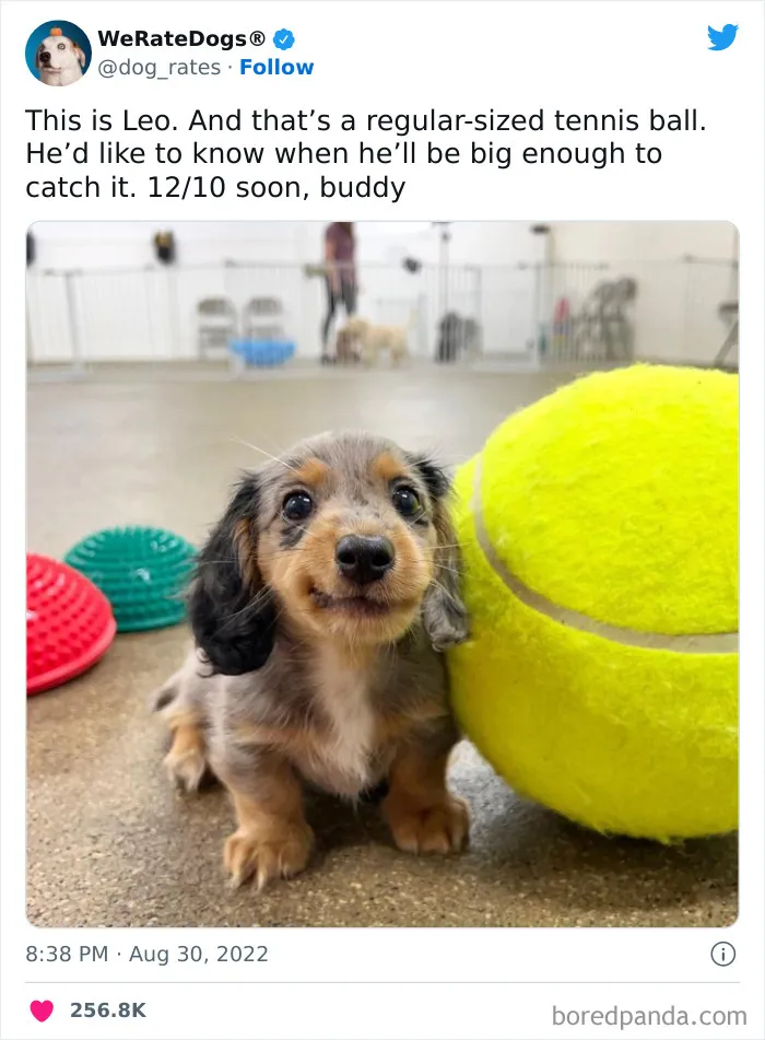 The “We Rate Dogs” Twitter Account With 9M Followers Rates People’s Dogs, And It’s As Hilarious As It Is Wholesome (50 New Pics)