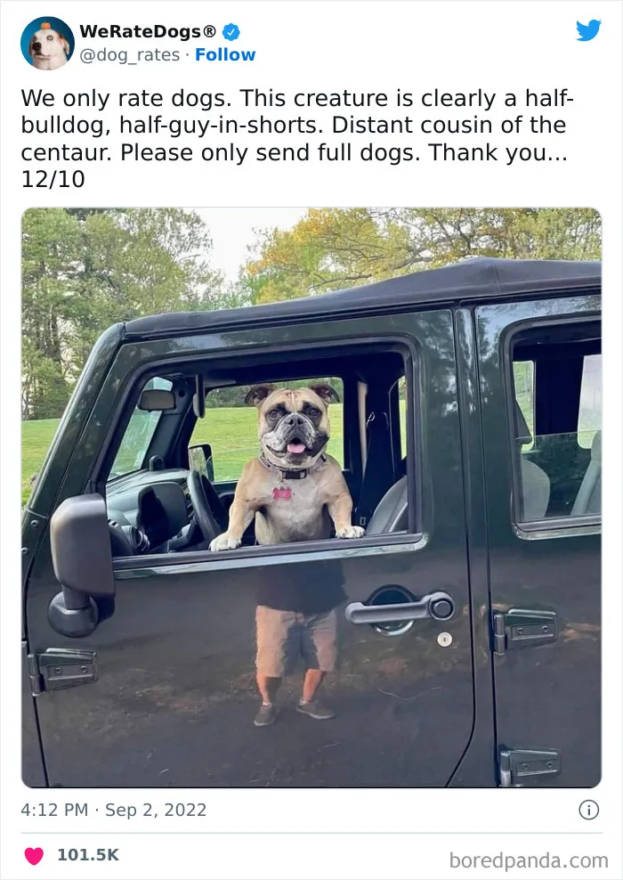 The “We Rate Dogs” Twitter Account With 9M Followers Rates People’s Dogs, And It’s As Hilarious As It Is Wholesome (50 New Pics)