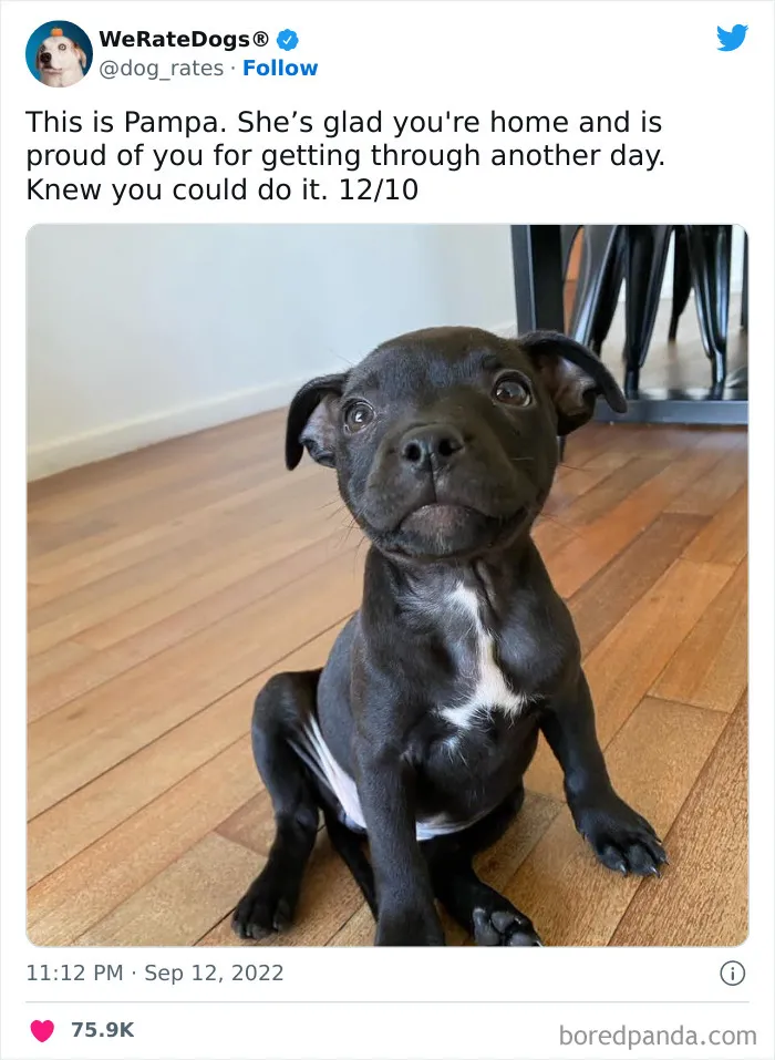 The “We Rate Dogs” Twitter Account With 9M Followers Rates People’s Dogs, And It’s As Hilarious As It Is Wholesome (50 New Pics)