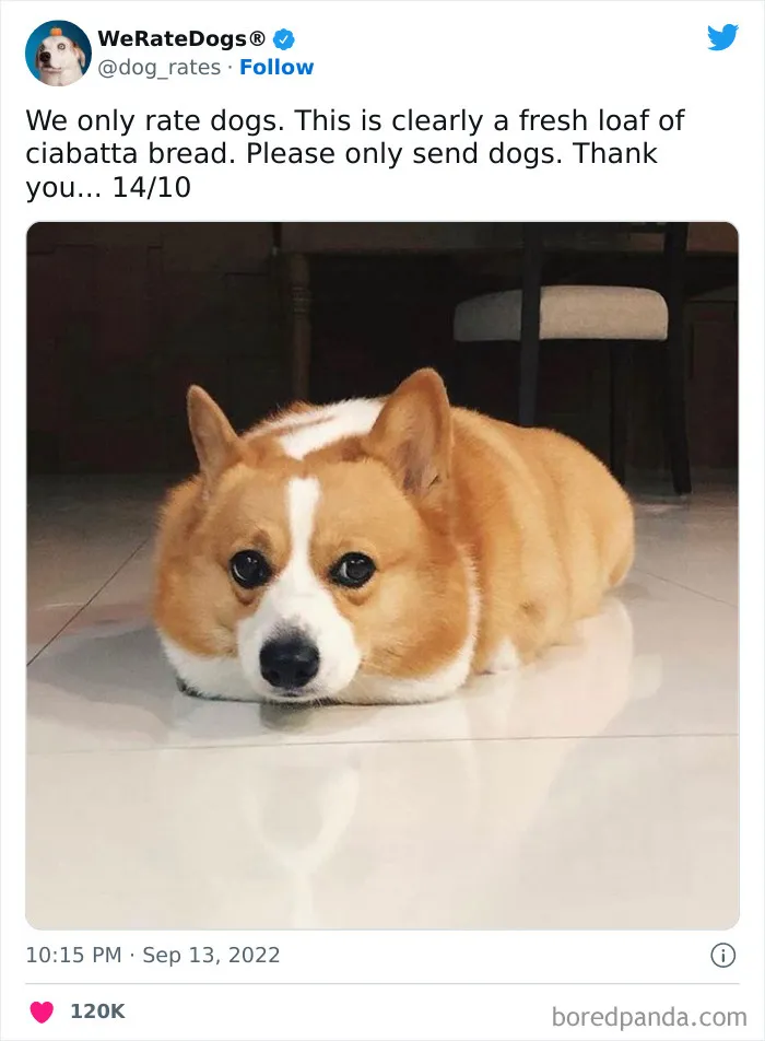 The “We Rate Dogs” Twitter Account With 9M Followers Rates People’s Dogs, And It’s As Hilarious As It Is Wholesome (50 New Pics)