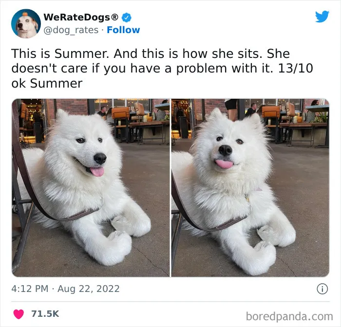 The “We Rate Dogs” Twitter Account With 9M Followers Rates People’s Dogs, And It’s As Hilarious As It Is Wholesome (50 New Pics)