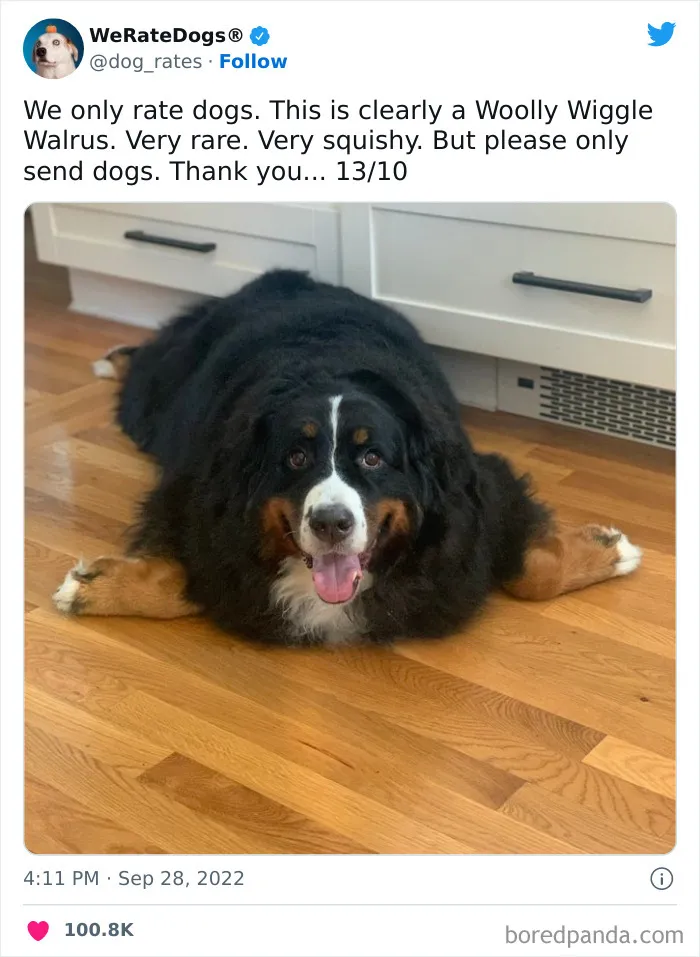 The “We Rate Dogs” Twitter Account With 9M Followers Rates People’s Dogs, And It’s As Hilarious As It Is Wholesome (50 New Pics)