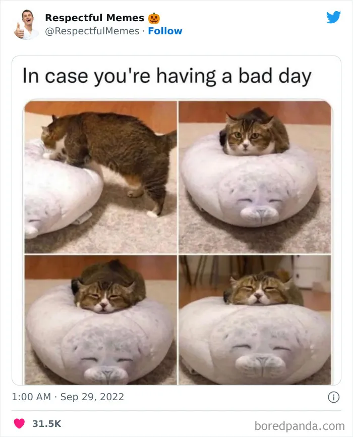 50 Memes That Are So Wholesome, You Can Even Show Them To Your Grandma (New Pics)