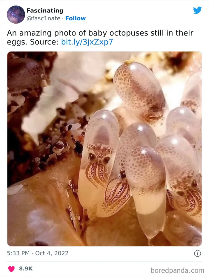 This Twitter Page Shares Interesting Facts About The World, And Here Are 45 That Might Surprise You