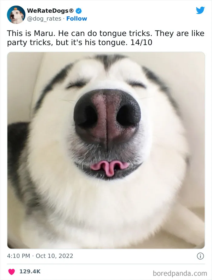 The “We Rate Dogs” Twitter Account With 9M Followers Rates People’s Dogs, And It’s As Hilarious As It Is Wholesome (50 New Pics)