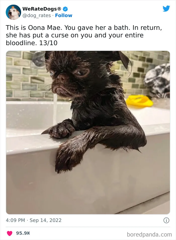 The “We Rate Dogs” Twitter Account With 9M Followers Rates People’s Dogs, And It’s As Hilarious As It Is Wholesome (50 New Pics)