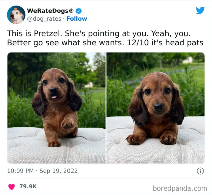 The “We Rate Dogs” Twitter Account With 9M Followers Rates People’s Dogs, And It’s As Hilarious As It Is Wholesome (50 New Pics)