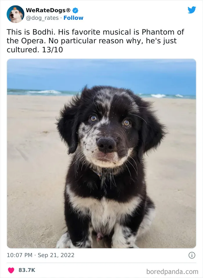 The “We Rate Dogs” Twitter Account With 9M Followers Rates People’s Dogs, And It’s As Hilarious As It Is Wholesome (50 New Pics)