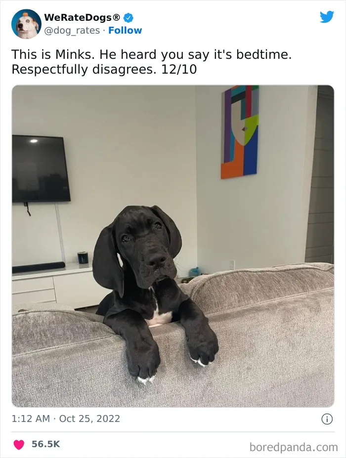 The “We Rate Dogs” Twitter Account With 9M Followers Rates People’s Dogs, And It’s As Hilarious As It Is Wholesome (50 New Pics)