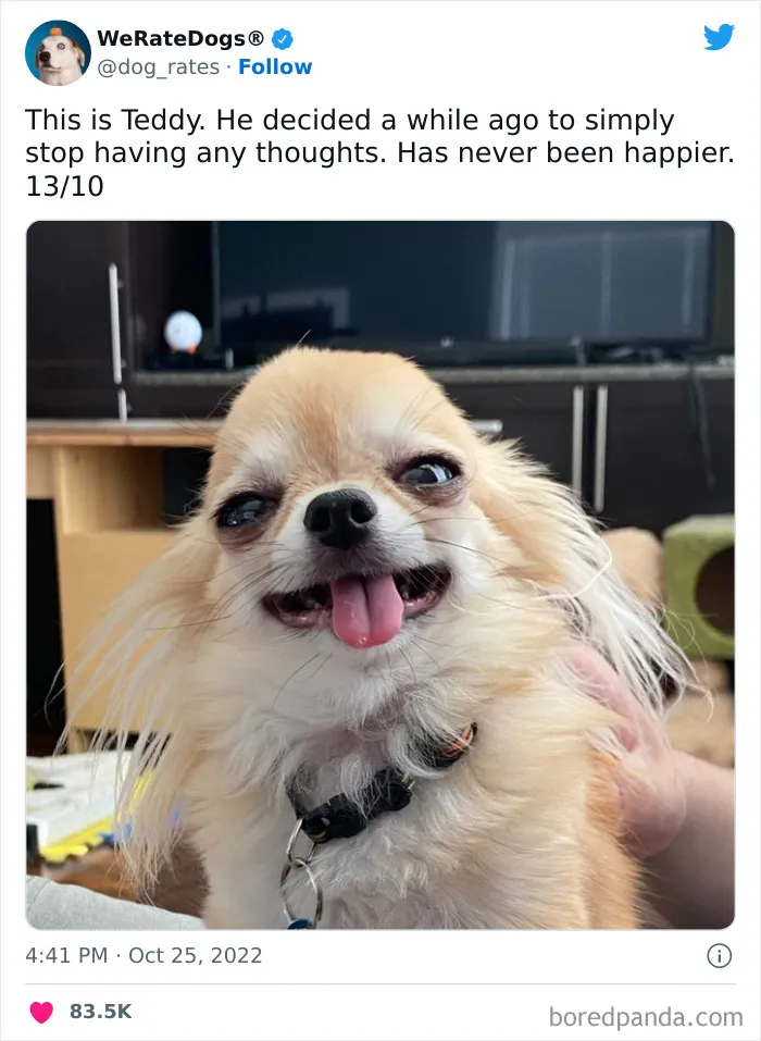 The “We Rate Dogs” Twitter Account With 9M Followers Rates People’s Dogs, And It’s As Hilarious As It Is Wholesome (50 New Pics)