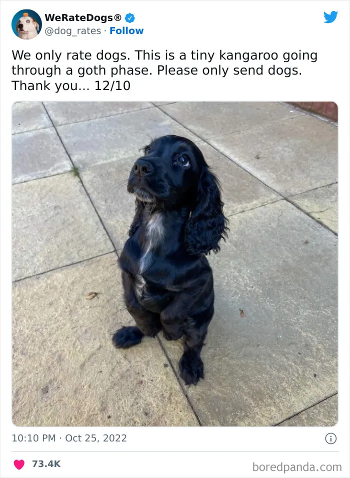 The “We Rate Dogs” Twitter Account With 9M Followers Rates People’s Dogs, And It’s As Hilarious As It Is Wholesome (50 New Pics)
