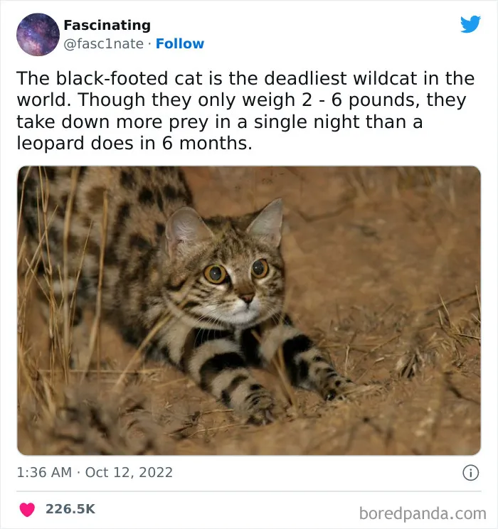 This Twitter Page Shares Interesting Facts About The World, And Here Are 45 That Might Surprise You