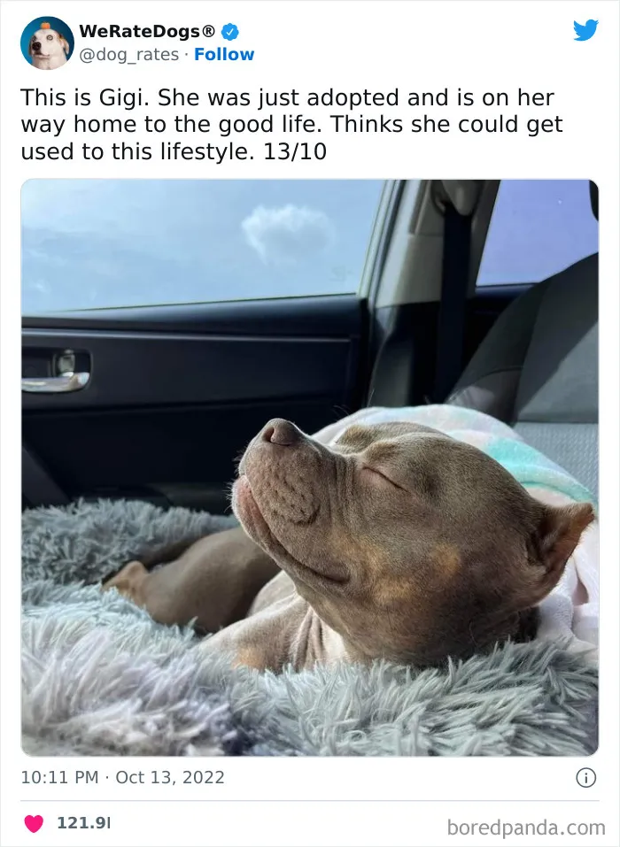 The “We Rate Dogs” Twitter Account With 9M Followers Rates People’s Dogs, And It’s As Hilarious As It Is Wholesome (50 New Pics)