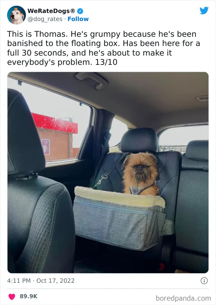 The “We Rate Dogs” Twitter Account With 9M Followers Rates People’s Dogs, And It’s As Hilarious As It Is Wholesome (50 New Pics)