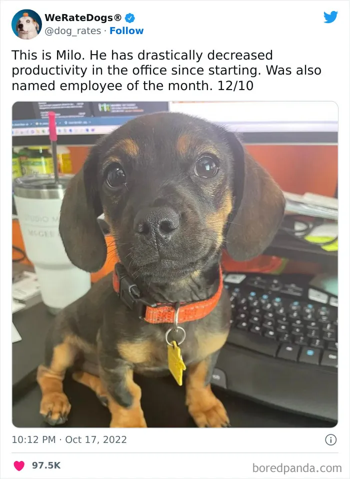 The “We Rate Dogs” Twitter Account With 9M Followers Rates People’s Dogs, And It’s As Hilarious As It Is Wholesome (50 New Pics)