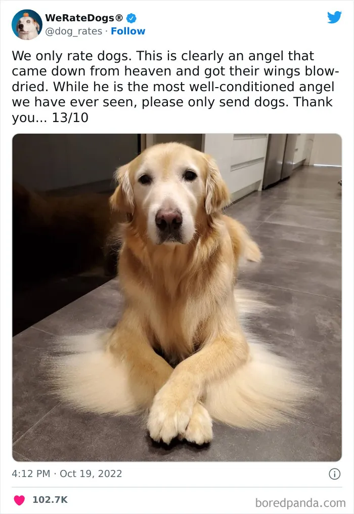 The “We Rate Dogs” Twitter Account With 9M Followers Rates People’s Dogs, And It’s As Hilarious As It Is Wholesome (50 New Pics)