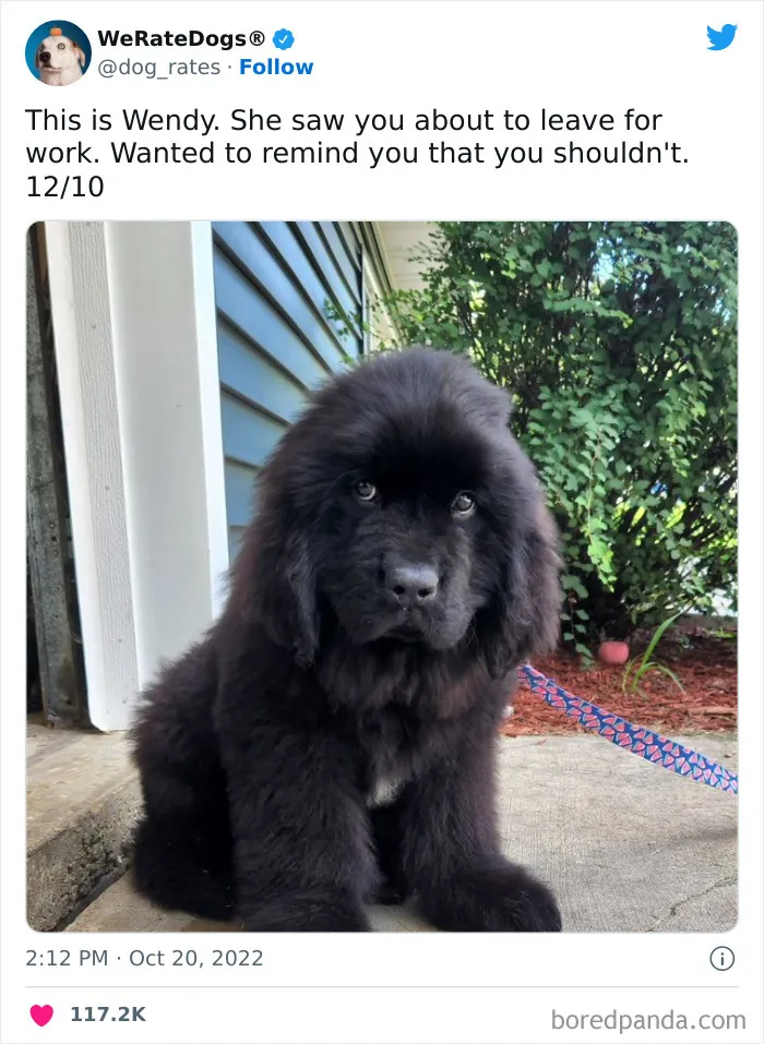 The “We Rate Dogs” Twitter Account With 9M Followers Rates People’s Dogs, And It’s As Hilarious As It Is Wholesome (50 New Pics)