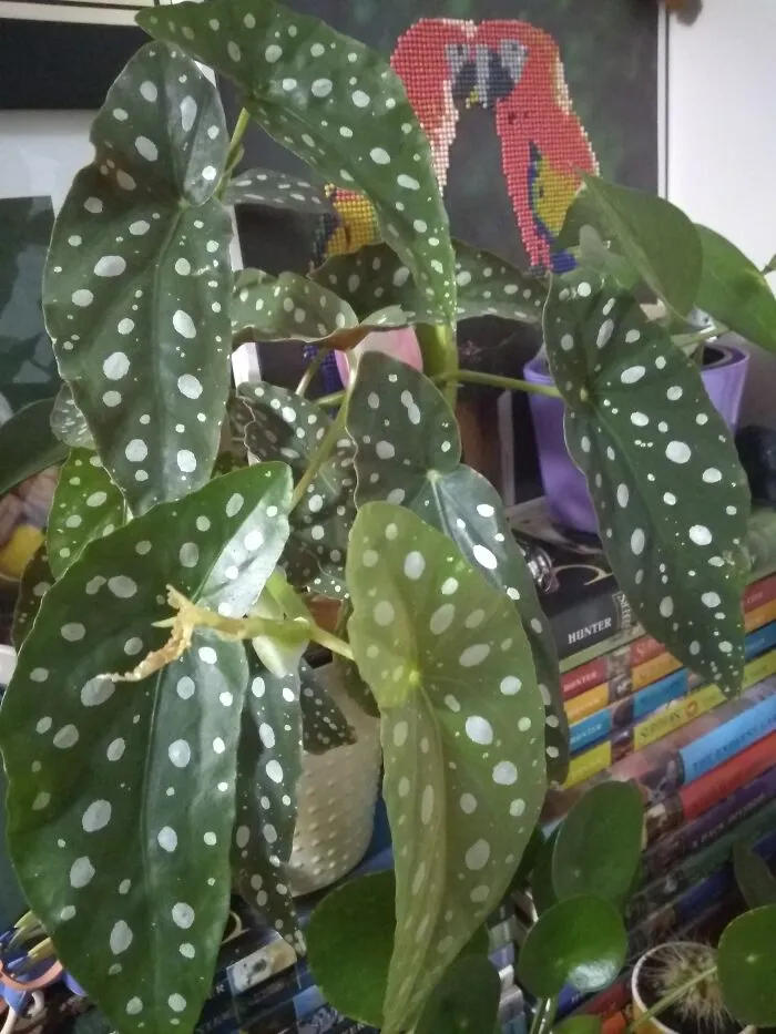 Polka Dot Begonia!