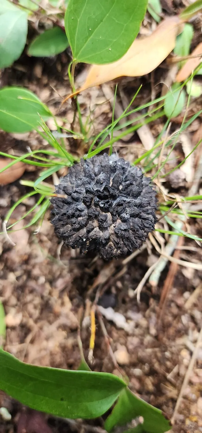 Old Man Of The Woods - Georgia