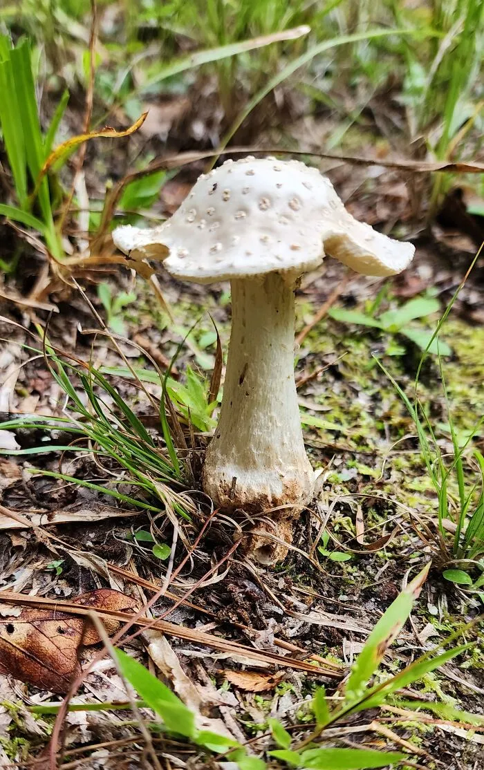 Cleft-Footed Amanita  - Georgia