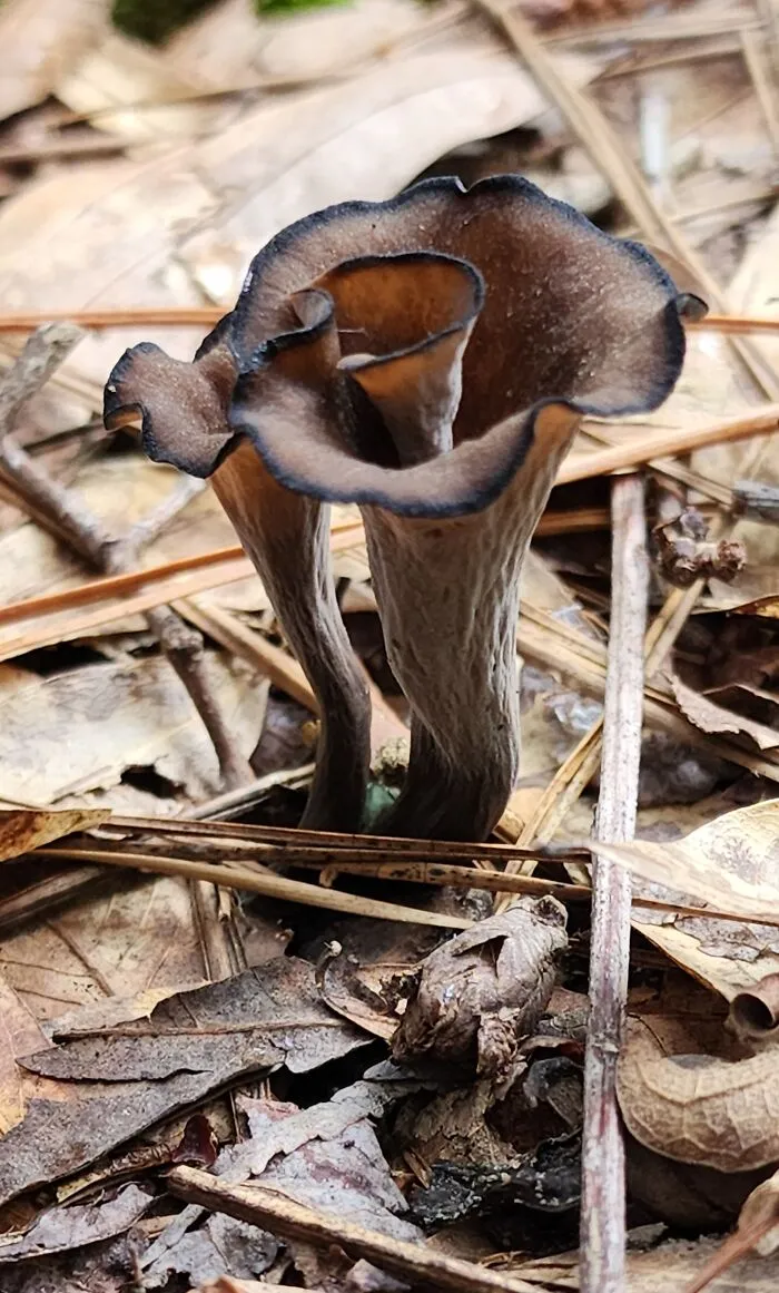 Black Trumpet  - Georgia