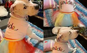 Pitbull: Misunderstood Or Dangerous?
