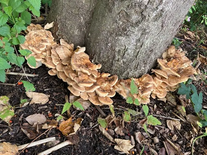 Multiply 🍄