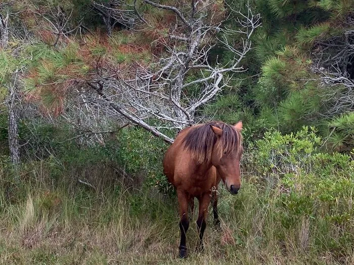 Wild Horse In The Bushes