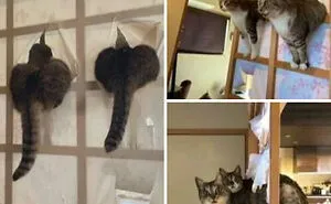 50 Pics Without Context That Get Weirder And Weirder The Longer You Look At Them, As Shared On This Online Group (New Pics)