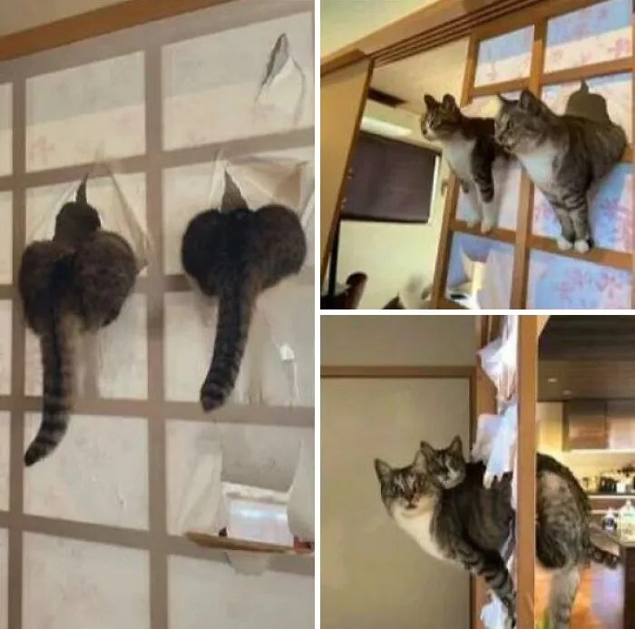 50 Pics Without Context That Get Weirder And Weirder The Longer You Look At Them, As Shared On This Online Group (New Pics)