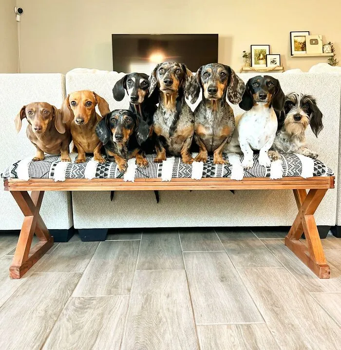 Woman Shares Her Life With 8 Rescue Dachshunds, And Here Are 25 Of The Funniest Pictures Of Them