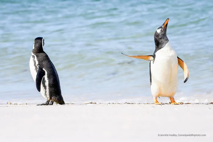"Talk To The Fin!" By Jennifer Hadley