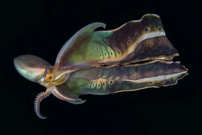 2nd Place, The Ocean Photographer Of The Year
