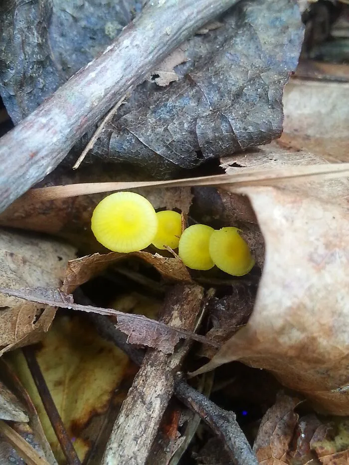 Little Ones