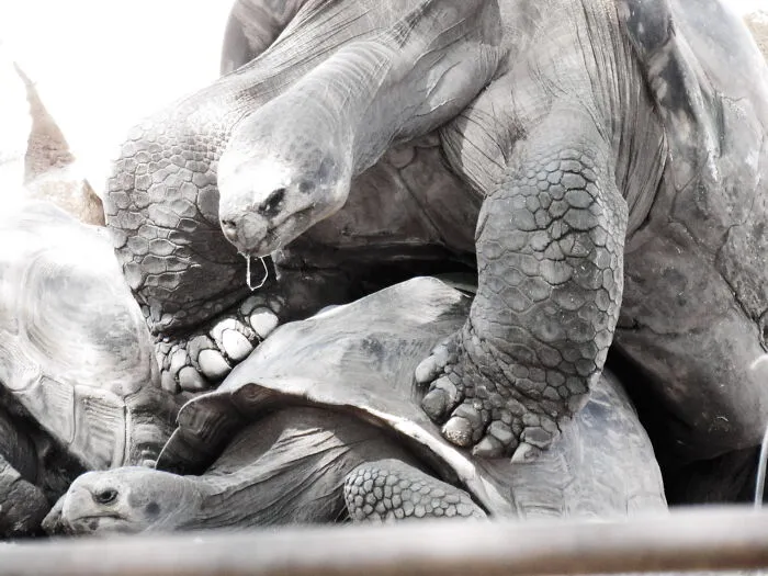 Tortoise Love