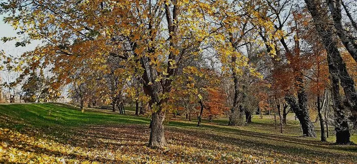Autumn Colors
