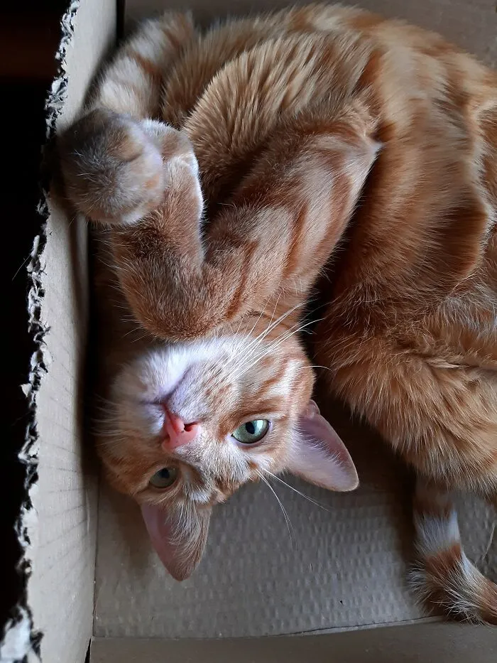 My Lovely Boy Is Relaxing Like This, Very Comfortable Isn't It?