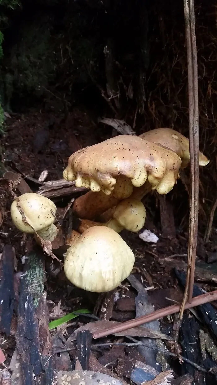 Melting Mushroom