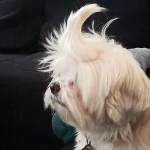 Sparkysheep