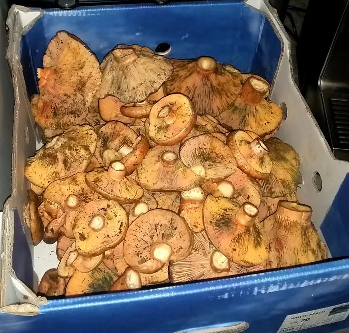Forraged Some Saffron Milk Caps