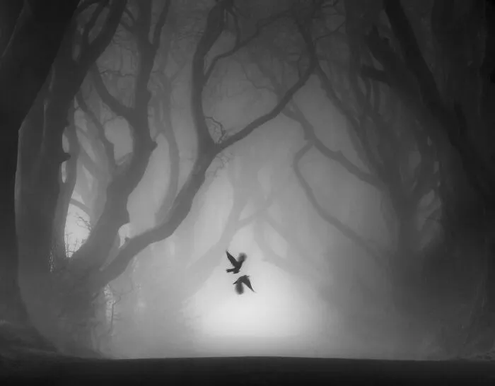 Black And White Winner: Paul Killeen, 'Souls Tied'